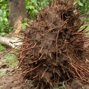 dessouchage-arbre-et-haie-94